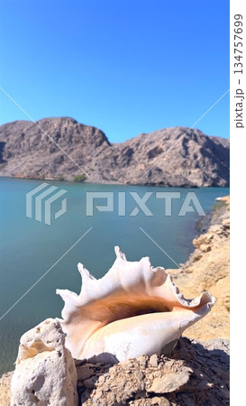 Large Conch Shell Resting On Sunlit Rock, Foreground Texture Contrasting With Calm Turquoise Bay And Distant Cliffs, Beachcomber Mood And Macro Nature Study Ideal For Souvenir And Lifestyle Scenes Large Conch Shell Resting On Sunlit Rock, Foreground Texture Contrasting With Calm Turquoise Bay And Distant Cliffs, Beachcomber Mood And Macro Nature Study Ideal For Souvenir And Lifestyle Scenes 134757699