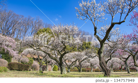 【町田市】梅の花が見頃の薬師池公園 134757949