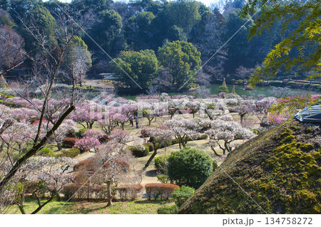 【町田市】梅の花が見頃の薬師池公園 134758272