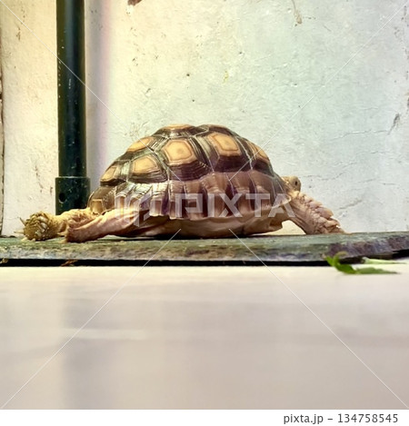 思い切り伸びをするケヅメリクガメ 134758545