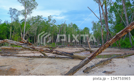 Fallen Trees in Tropical Mangrove Wetland and Sandy Coastal Area Fallen Trees in Tropical Mangrove Wetland and Sandy Coastal Area 134758965