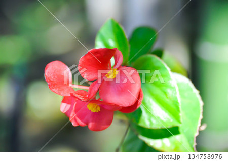 Begonia, Begonia cucullata or Begonia grandis or Wax begonia , red flowers Begonia, Begonia cucullata or Begonia grandis or Wax begonia , red flowers 134758976