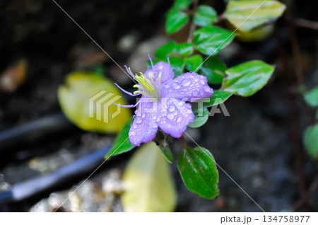 Spanish Shawl, Heterocentron elegans Schltdl Kuntze or Melastomataceae or purple flower Spanish Shawl, Heterocentron elegans Schltdl Kuntze or Melastomataceae or purple flower 134758977