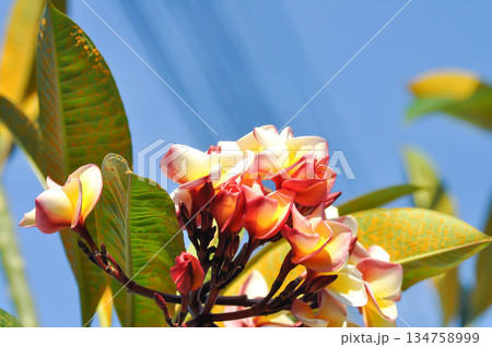 frangipani, frangipani flower or pagoda tree or temple tree with fowers or white flower or yellow ,pink and white flower and sky frangipani, frangipani flower or pagoda tree or temple tree with fowers or white flower or yellow ,pink and white flower and sky 134758999