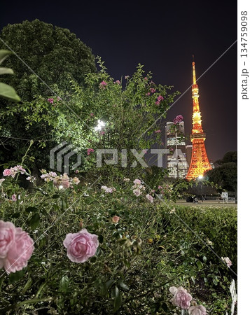 芝公園から見える東京タワーの夜景 芝公園から見える東京タワーの夜景 134759098