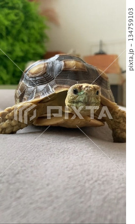 クッションの上に登って満足そうなケヅメリクガメ クッションの上に登って満足そうなケヅメリクガメ 134759103