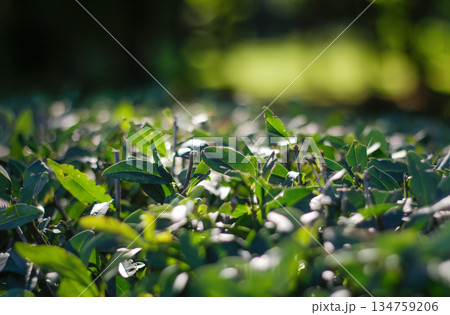 Close-up of green leaves on a bush with a soft blurred bokeh background in bright sunlight Close-up of green leaves on a bush with a soft blurred bokeh background in bright sunlight 134759206