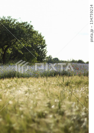 Summer field with wild blue cornflowers and ripe wheat under a bright sky near a green forest. Rural landscape and nature concept 134759214