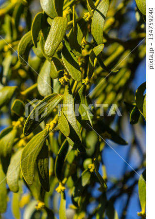 Viscum album mistletoe growing on deciduous tree branches in bright daylight during early winter season Viscum album mistletoe growing on deciduous tree branches in bright daylight during early winter season 134759240