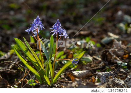 Blossoming Scilla bifolia adding beauty to the woodland floor in early spring showcasing the vibrant colors against fallen leaves Blossoming Scilla bifolia adding beauty to the woodland floor in early spring showcasing the vibrant colors against fallen leaves 134759241