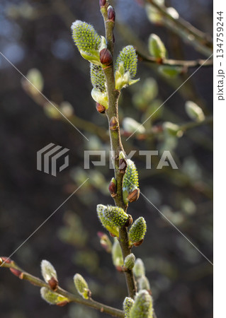 Willow blossoms bloom vibrantly in spring showcasing delicate catkins on slender branches in a serene natural setting Willow blossoms bloom vibrantly in spring showcasing delicate catkins on slender branches in a serene natural setting 134759244