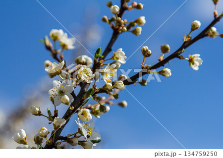 Spring blossoms of Prunus cerasifera adorn a clear blue sky with white flowers Spring blossoms of Prunus cerasifera adorn a clear blue sky with white flowers 134759250