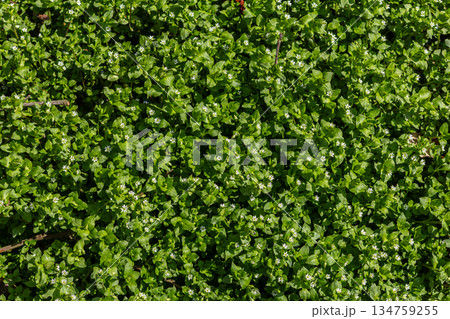 Vibrant growth of Stellaria media displaying delicate white flowers in a lush green field during the spring season Vibrant growth of Stellaria media displaying delicate white flowers in a lush green field during the spring season 134759255
