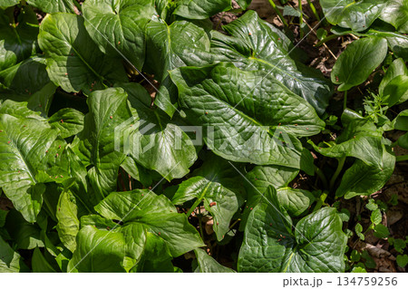 Discovering Arum maculatum a unique woodland plant with glossy leaves in a natural habitat during springtime exploration Discovering Arum maculatum a unique woodland plant with glossy leaves in a natural habitat during springtime exploration 134759256