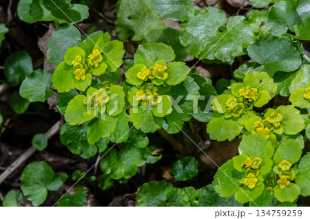 Alternate-leaved golden-saxifrage flowers bloom in a moist shaded area during early spring showcasing vibrant yellow blossoms amidst lush green foliage 134759259