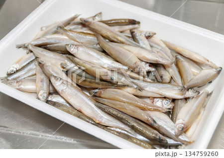 ワカサギ 134759260