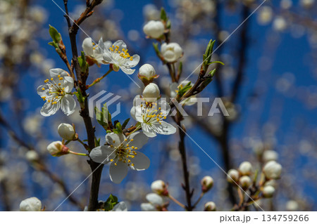Blossoms of Prunus cerasifera shine in the blue sky as spring brings life to the landscape Blossoms of Prunus cerasifera shine in the blue sky as spring brings life to the landscape 134759266