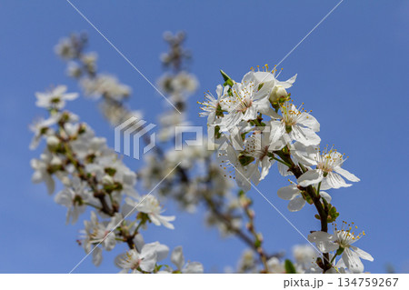 Blossoming Prunus cerasifera tree against a clear blue sky in spring sunlight showcasing delicate white flowers and vibrant green buds Blossoming Prunus cerasifera tree against a clear blue sky in spring sunlight showcasing delicate white flowers and vibrant green buds 134759267