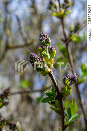 Fragrant purple buds of common lilac emerging in springtime sunlight in a garden setting 134759268