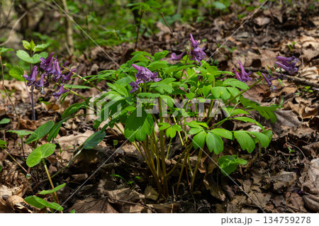 Corydalis cava showcases delicate purple blooms among lush foliage in a vibrant woodland setting during springtime 134759278
