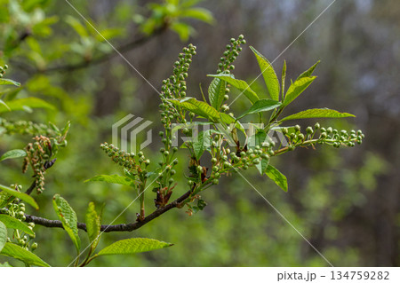 Delicate spring branches of Prunus padus adorned with budding green leaves and flowers showcasing nature's revival during the blossoming season Delicate spring branches of Prunus padus adorned with budding green leaves and flowers showcasing nature's revival during the blossoming season 134759282
