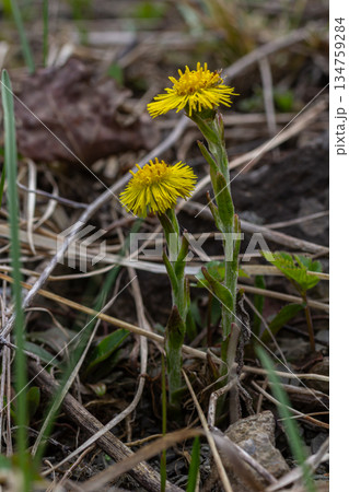 Blooming Tussilago farfara showcases vibrant yellow flowers during springtime in a natural setting Blooming Tussilago farfara showcases vibrant yellow flowers during springtime in a natural setting 134759284