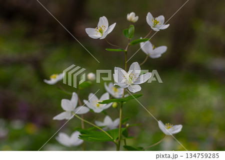 Isopyrum thalictroides blooms in a spring forest showcasing delicate white flowers against a vibrant green background Isopyrum thalictroides blooms in a spring forest showcasing delicate white flowers against a vibrant green background 134759285