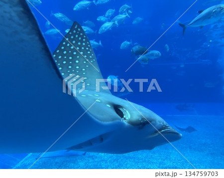 沖縄の水族館でデート 沖縄の水族館でデート 134759703