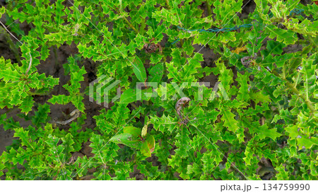 Top View of Green Sea Holly Leaves in Mangrove Swamp Top View of Green Sea Holly Leaves in Mangrove Swamp 134759990