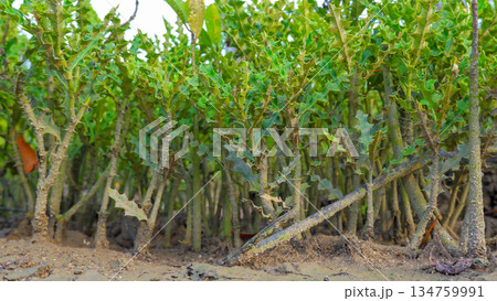 Small Mangrove Shrubs Growing from Muddy Ground Small Mangrove Shrubs Growing from Muddy Ground 134759991