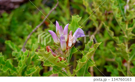 Purple Sea Holly Flower Buds in Mangrove Forest Purple Sea Holly Flower Buds in Mangrove Forest 134760163