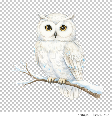 Beautiful watercolor snowy owl illustration perched on winter branch, majestic white bird animal wildlife isolated on white background for nature art and holiday decoration. Beautiful watercolor snowy owl illustration perched on winter branch, majestic white bird animal wildlife isolated on white background for nature art and holiday decoration. 134760302