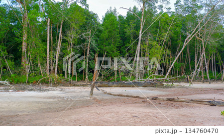 Deforestation and Environmental Damage in Tropical Mangrove Forest Deforestation and Environmental Damage in Tropical Mangrove Forest 134760470