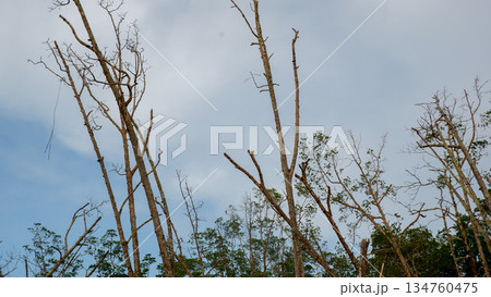 Bare Branches of Dying Trees Against Cloudy Blue Sky Bare Branches of Dying Trees Against Cloudy Blue Sky 134760475