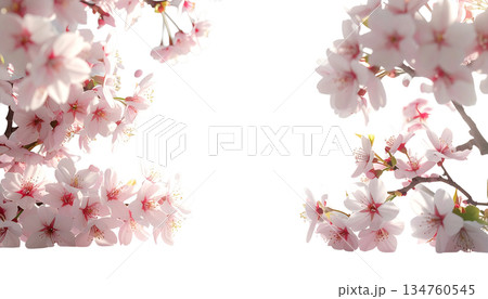 背景透過 桜フレーム 春のデザイン素材 背景透過 桜フレーム 春のデザイン素材 134760545