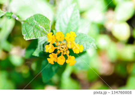 Lantana camara L, Cloth of gold or Hedge flower or Lantana or Weeping lantana or White sage or VERBENACEAE or yellow flower 134760808