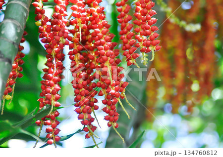 Areca nut or Areca palm or seed of Areca catechu L or ARECACEAE or seed of Areca palm Areca nut or Areca palm or seed of Areca catechu L or ARECACEAE or seed of Areca palm 134760812