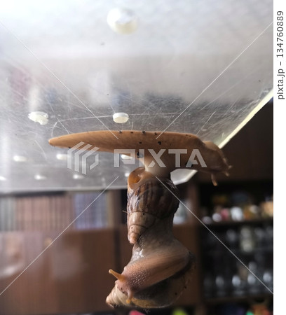 Two Giant African Land Snails are featured, demonstrating the unique characteristics of Achatinidae gastropods. This image captures their ability to cling to surfaces, ideal for wildlife education. 134760889
