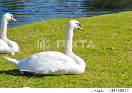 Swan or Cygnus ,Mute Swan or Cygnus olor or white swan 134760937