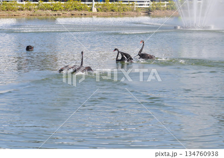 Black Swan, swan or Cygnus atratus or black swan in the pool Black Swan, swan or Cygnus atratus or black swan in the pool 134760938