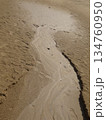 【鳥取】鳥取砂丘　オアシスの水で濡れた砂地と砂紋（鳥取市） 134760950