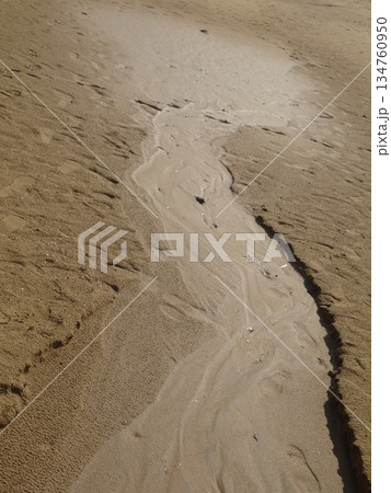 【鳥取】鳥取砂丘　オアシスの水で濡れた砂地と砂紋（鳥取市） 134760950