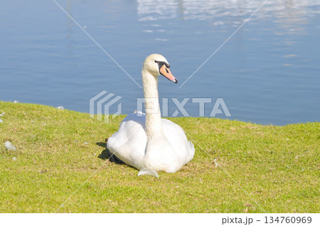 Swan or Cygnus ,Mute Swan or Cygnus olor or white swan 134760969