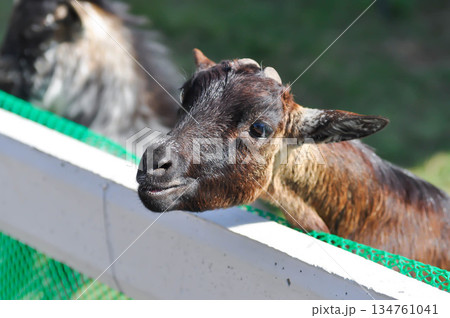Miniature Goat, Pygmy Goat or Mini Pygmy Goat or little goat Miniature Goat, Pygmy Goat or Mini Pygmy Goat or little goat 134761041