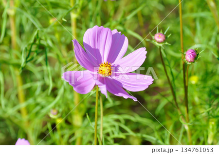 cosmos flower or Mexican aster flower or Cosmos sulphureus Cav or Compositae or Cosmos, pink flower cosmos flower or Mexican aster flower or Cosmos sulphureus Cav or Compositae or Cosmos, pink flower 134761053