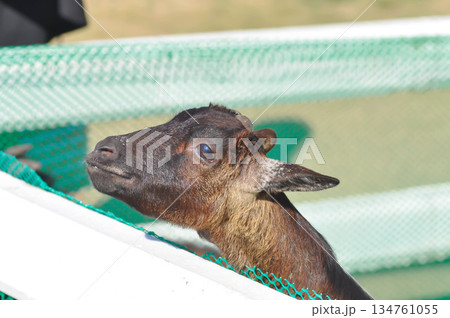 Miniature Goat, Pygmy Goat or Mini Pygmy Goat or little goat Miniature Goat, Pygmy Goat or Mini Pygmy Goat or little goat 134761055