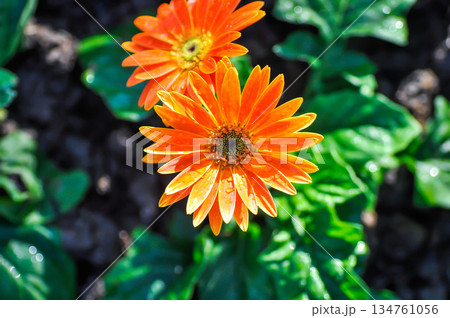 Gerbera, Barberton daisy or Compositae or Gerbera jamesonii Bolus or Gerbera jamesonii Bolus ex Hook f or orange flower 134761056