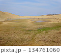 【鳥取】鳥取砂丘のオアシスと枯れた草原（鳥取市） 134761060