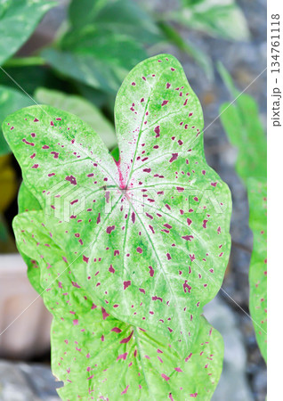 Caladium miss muffet or Caladium, Caladium Bicolor Vent or Caladium bicolor Caladium miss muffet or Caladium, Caladium Bicolor Vent or Caladium bicolor 134761118