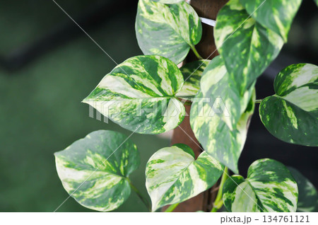 Epipremnum aureus Engl, ARACEAE or Devils Ivy or Golden Pothos or Hunters Robe or Epipremnum aureum or Araceae or bicolor leaf Epipremnum aureus Engl, ARACEAE or Devils Ivy or Golden Pothos or Hunters Robe or Epipremnum aureum or Araceae or bicolor leaf 134761121